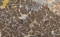 Endocarpon pallidulum