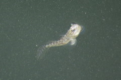 Microgobius gulosus