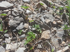 Fragaria vesca bracteata