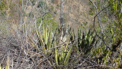 Agave kerchovei