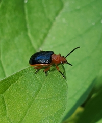Oulema variabilis
