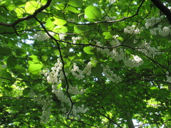 Styrax obassia