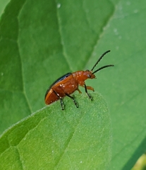 Oulema variabilis