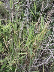 Phalaris californica