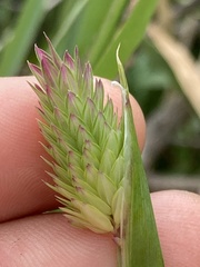 Phalaris californica