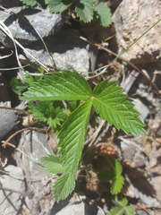 Fragaria vesca bracteata