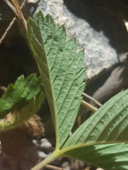 Fragaria vesca bracteata