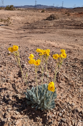 Image of Arctomecon californica by (c) Dominic Gentilcore, some rights reserved (CC BY)