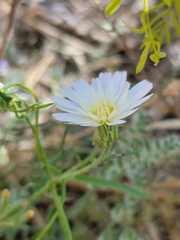 Calycoseris wrightii