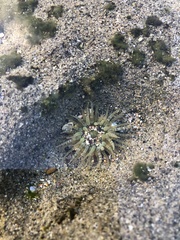 Isoaulactinia stelloides
