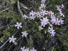 Phlox stansburyi