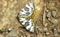 Gandaritis whitelyi