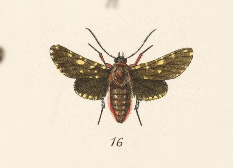 Gippius sumptuosus