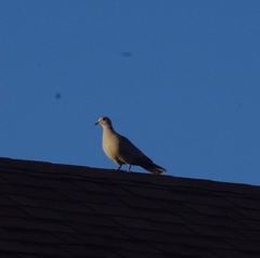 Streptopelia decaocto