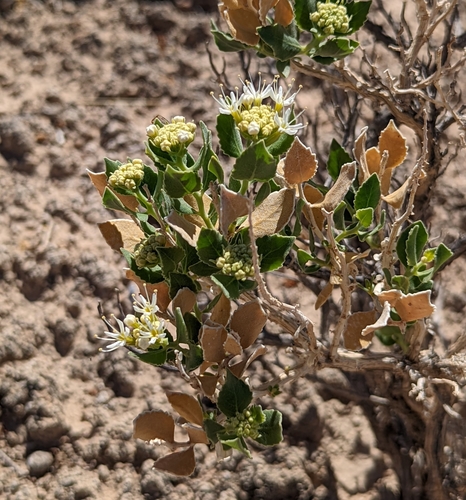 Image of Petalonyx parryi by (c) Dominic Gentilcore, some rights reserved (CC BY)