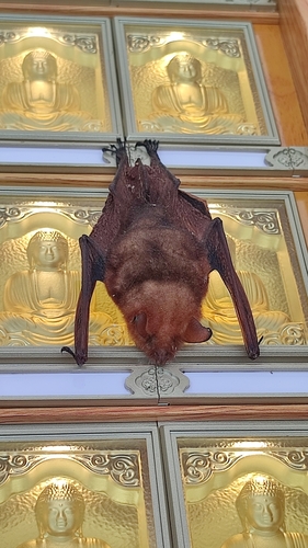 Black-winged Myotis