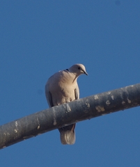 Streptopelia decaocto
