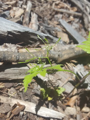 Osmorhiza depauperata