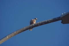 Streptopelia decaocto