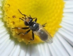 Thecophora propinqua