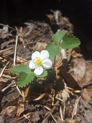 Fragaria vesca bracteata