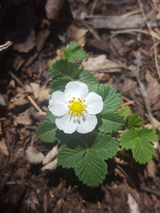Fragaria vesca bracteata