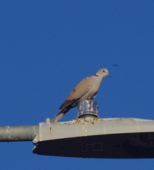 Streptopelia decaocto