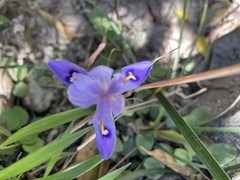 Iris speculatrix