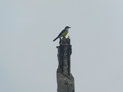 Tyrannus niveigularis