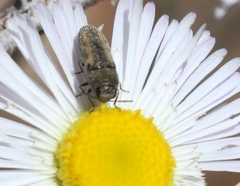Acmaeodera ligulata