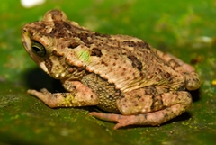 Incilius coniferus