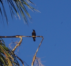 Melanerpes uropygialis