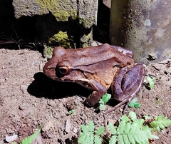 Leptodactylus savagei