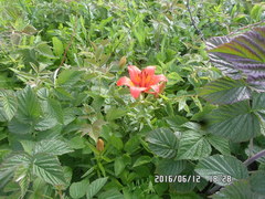 Lilium maculatum