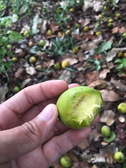 Mangifera pentandra