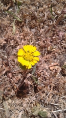 Deinandra corymbosa