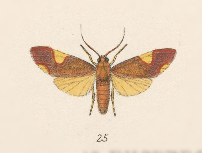 Trichromia flavoroseus