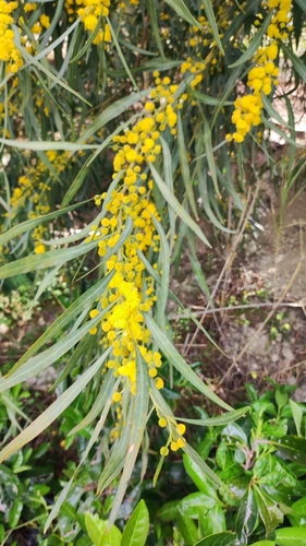 Acacia saligna
