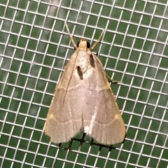 Hypsopygia binodulalis