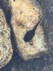 Pseudacris cadaverina