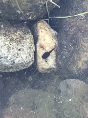 Pseudacris cadaverina