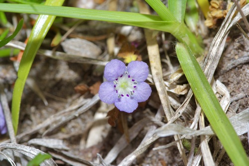 Smooth phacelia (Phacelia glabra)