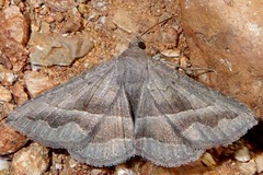 Lesmone griseipennis