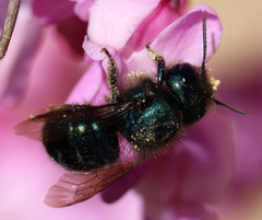 Osmia ribifloris
