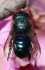 Osmia ribifloris
