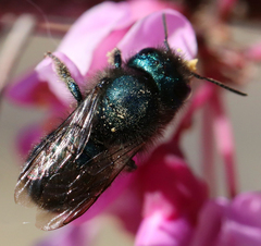 Osmia ribifloris