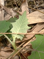 Solanum lasiocarpum