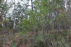 Acacia mucronata longifolia
