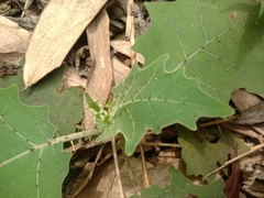 Solanum lasiocarpum