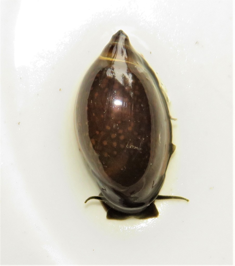 Bladder Snails
